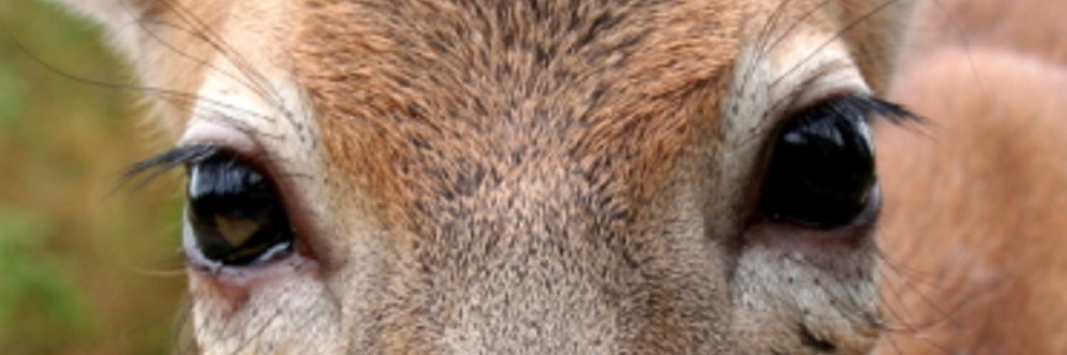 carodeer's profile banner image