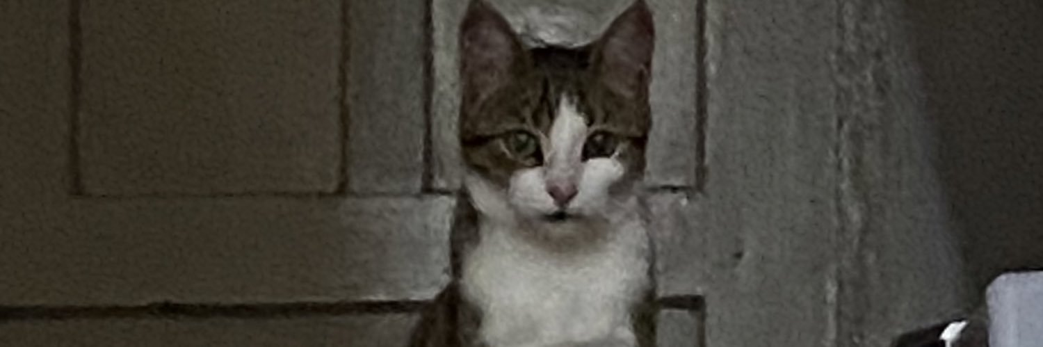 ozgunrya's profile banner image