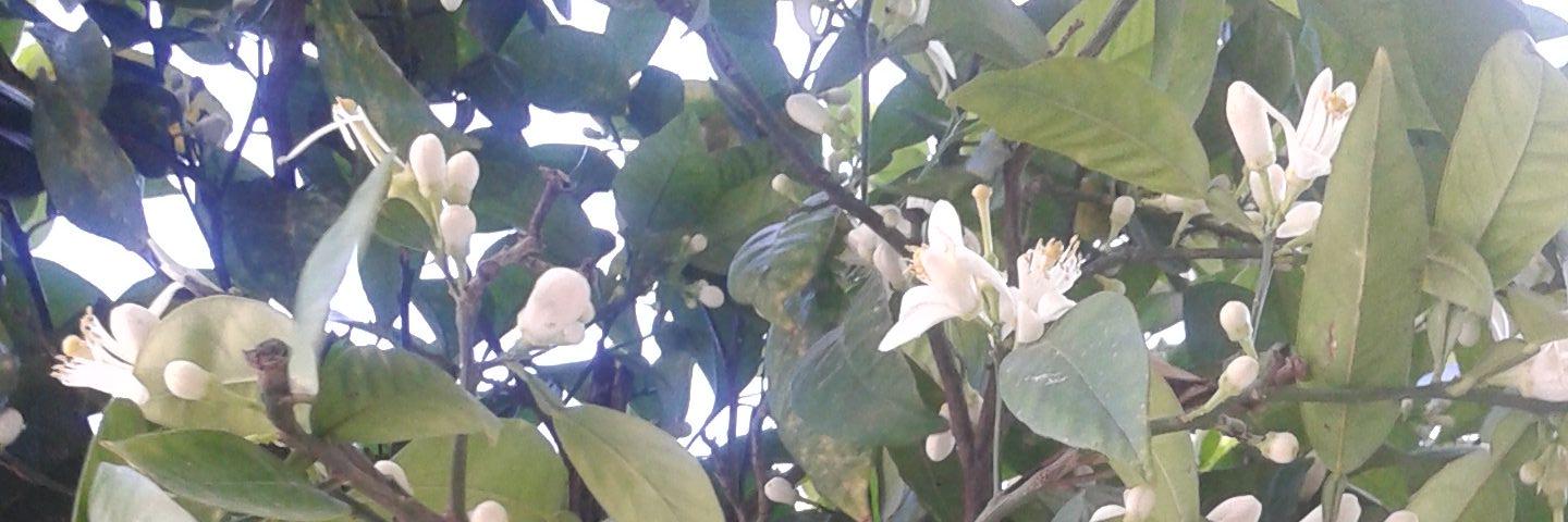 EvaEcano's profile banner image