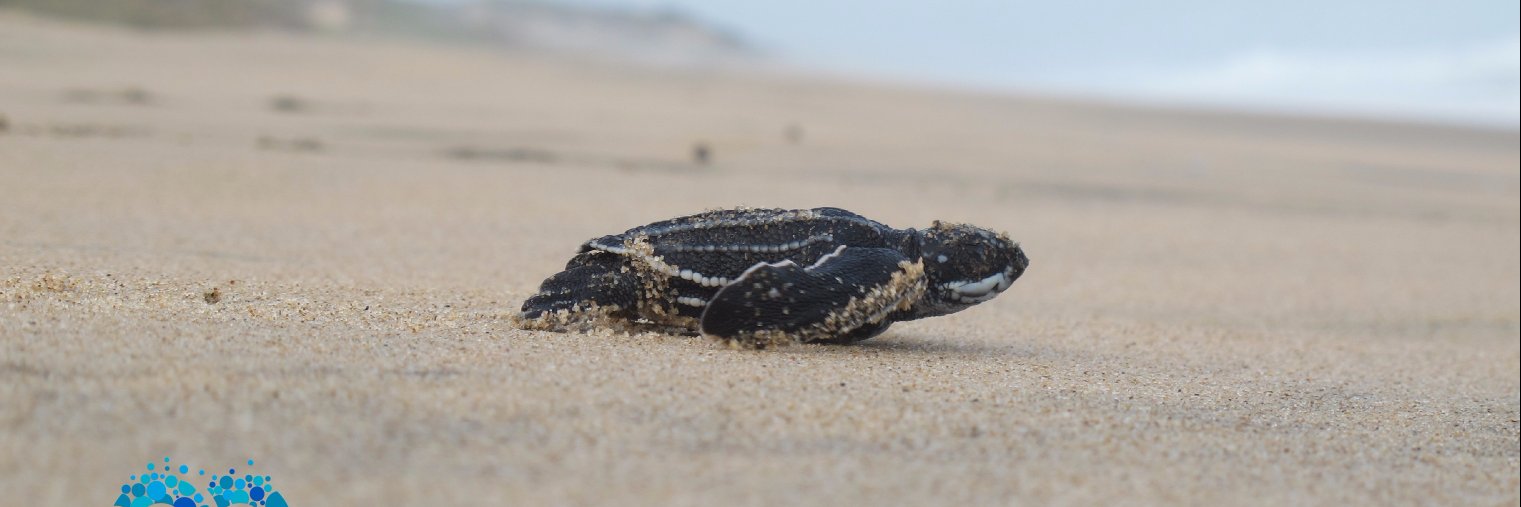 jessmozturtles's profile banner image