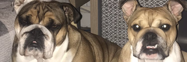 sarahwilliam111's profile banner image