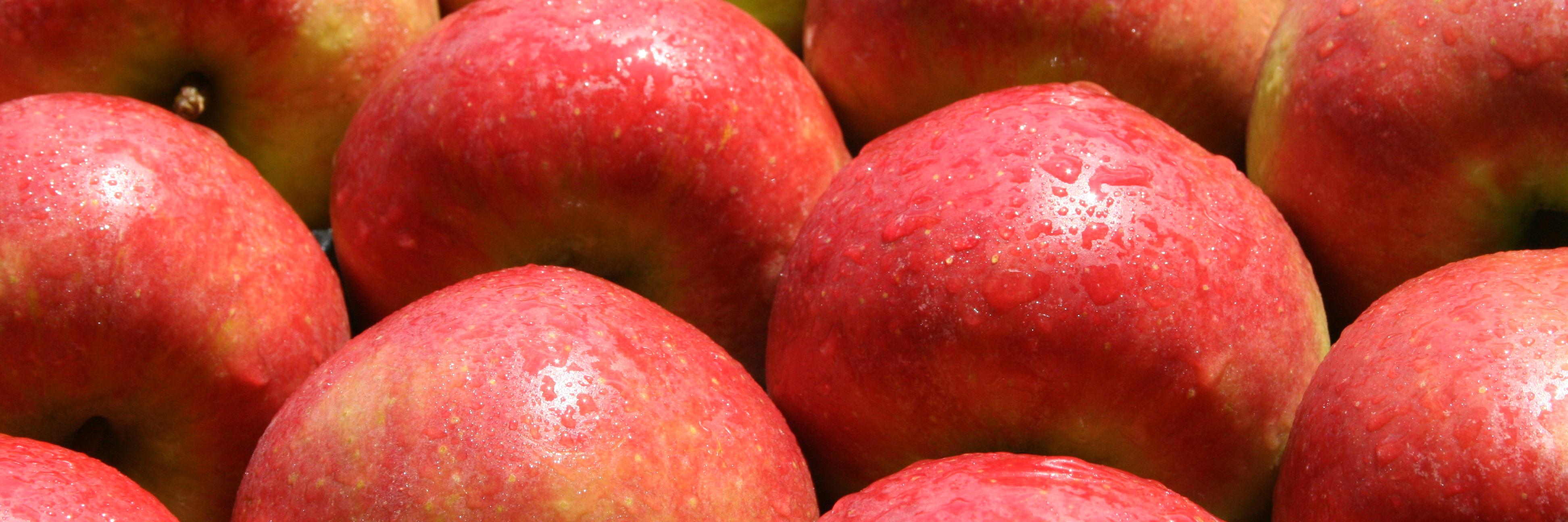 ElstarAppels's profile banner image