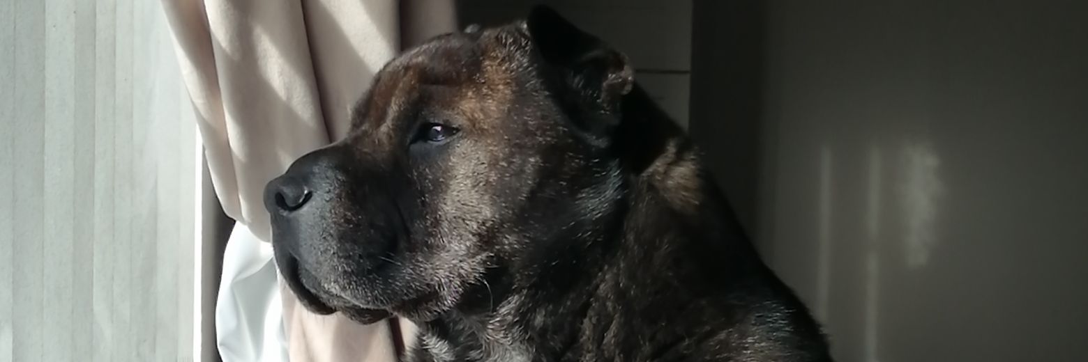 Kevwills1986's profile banner image