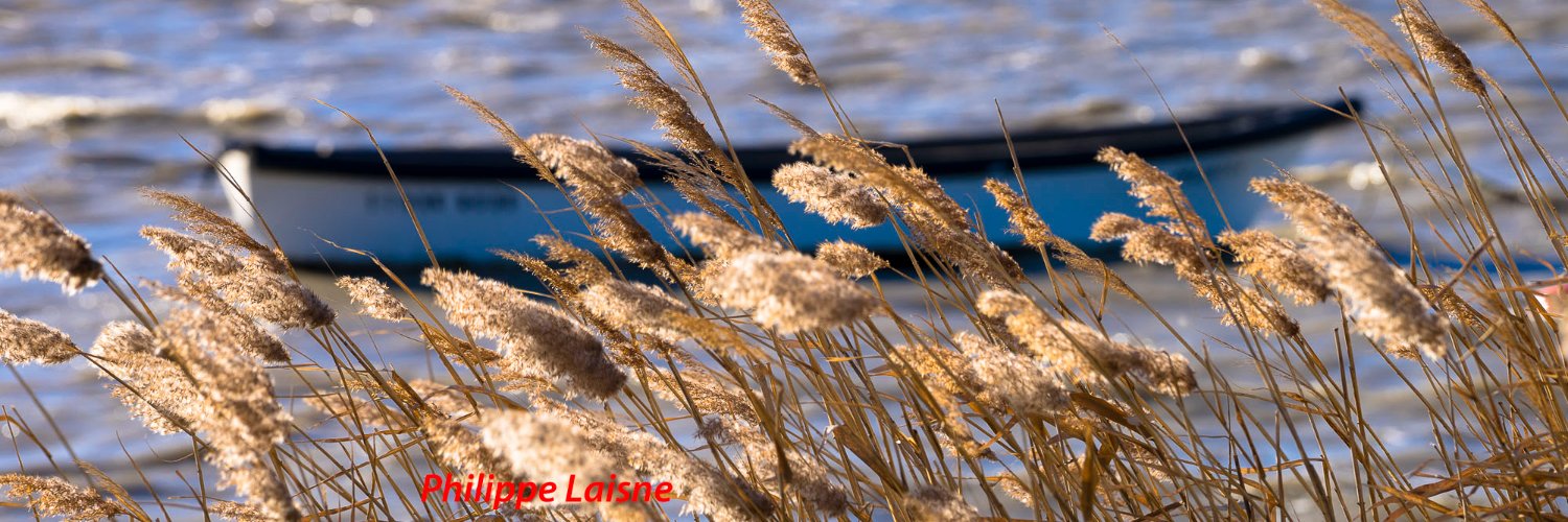 Filipe Wool 🇪🇺 🇫🇷 banner