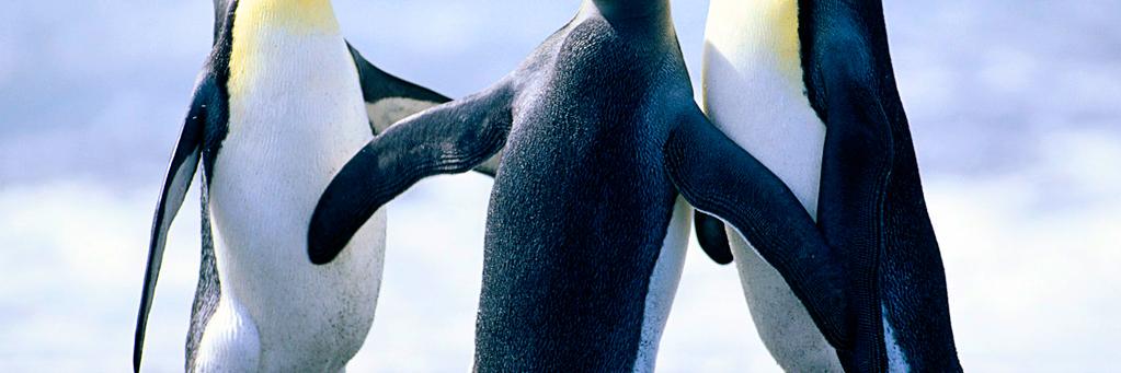 Alutia Martin banner