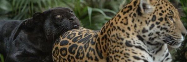embbyg Profile Banner