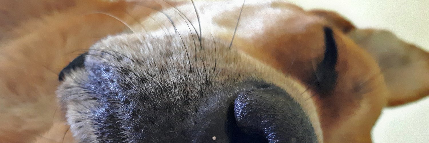 macagalera's profile banner image