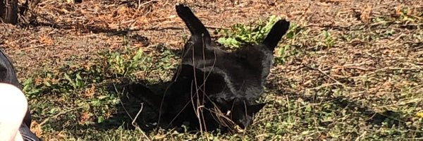 Sio1900 Profile Banner