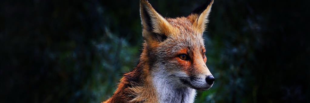 ClarichouF's profile banner image