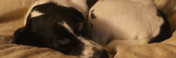 molarduck Profile Banner