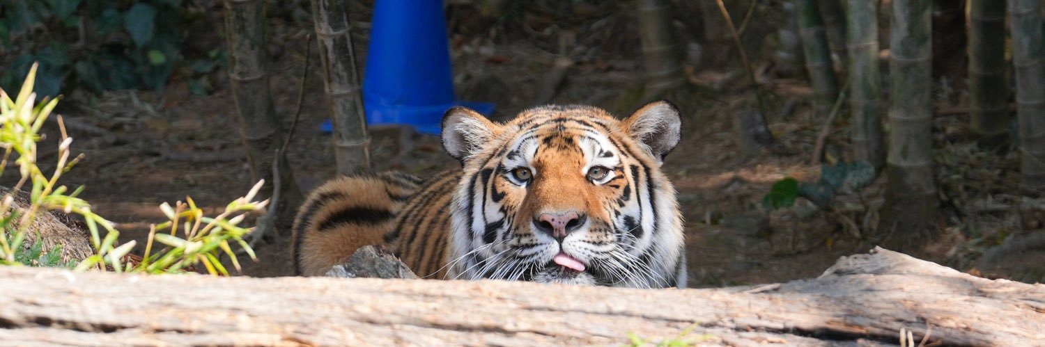 Tigerfromwhere's profile banner image