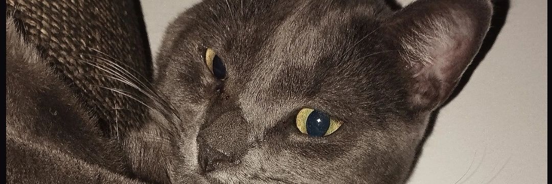 edilainevalerio's profile banner image