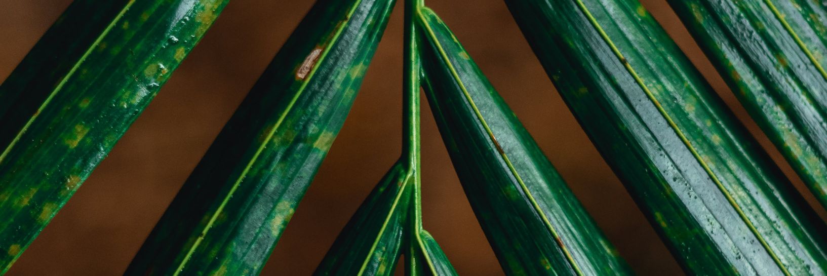 whoisarth's profile banner image