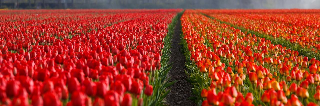 VisitAmsterdam banner