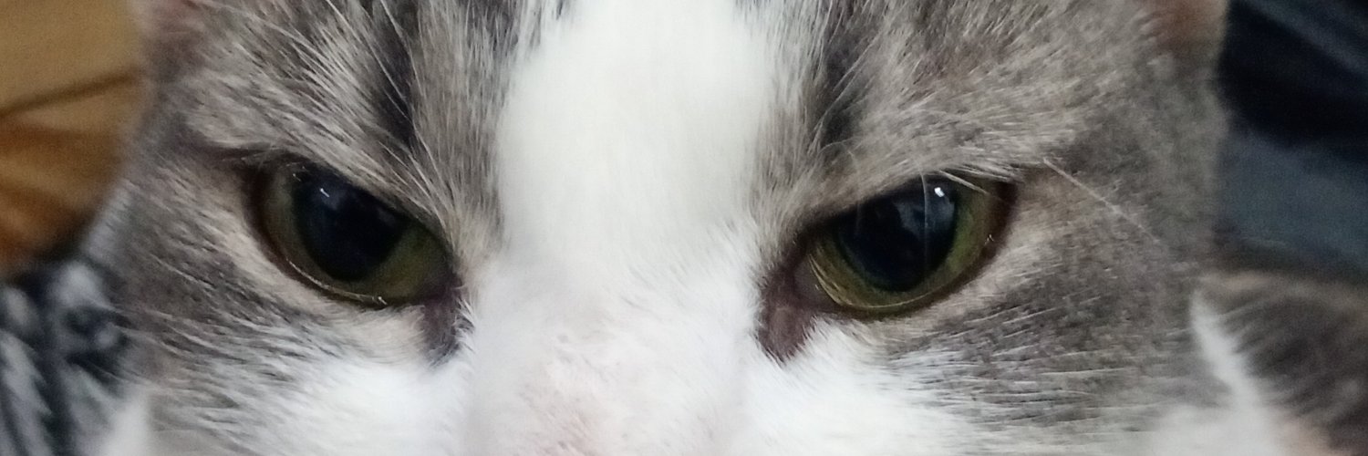 FlorSanchezokk's profile banner image