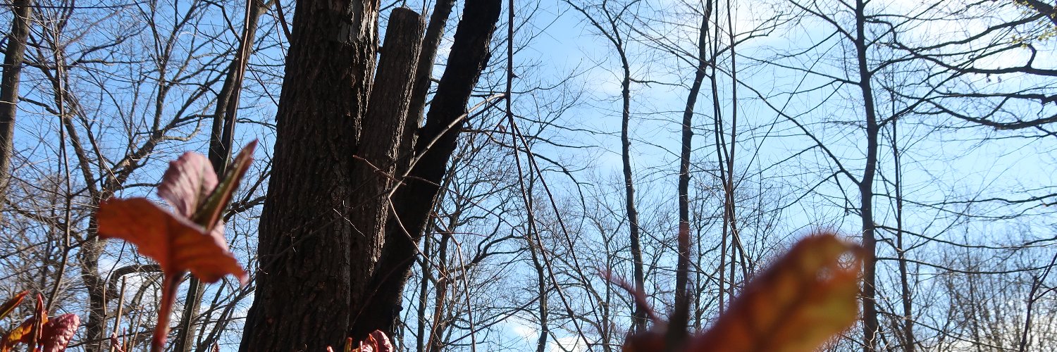 Fellynyc's profile banner image