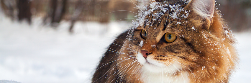 WillowdaleVet's profile banner image