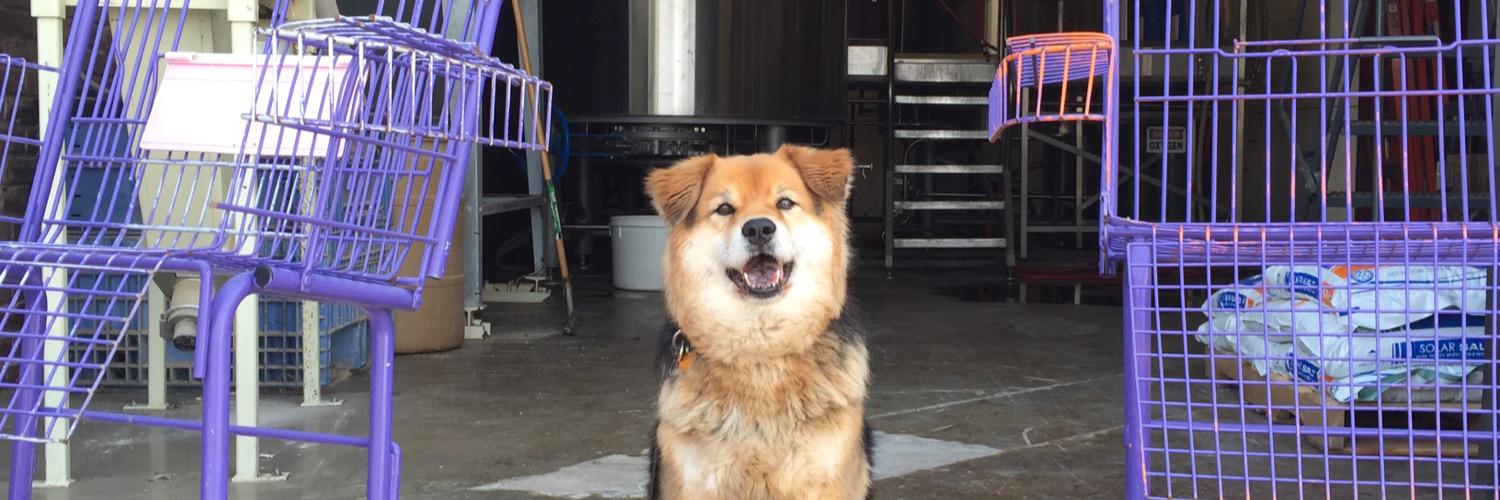 indybrewdog's profile banner image