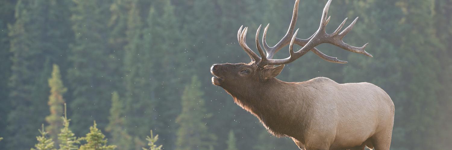 HuntingRb's profile banner image