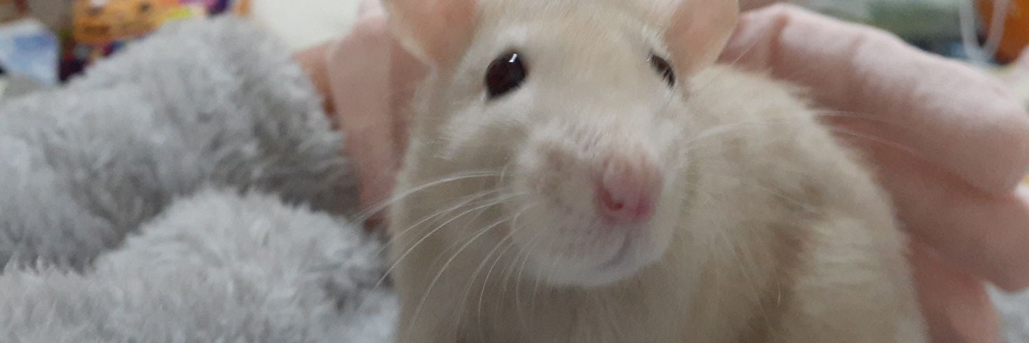 12marumeru's profile banner image