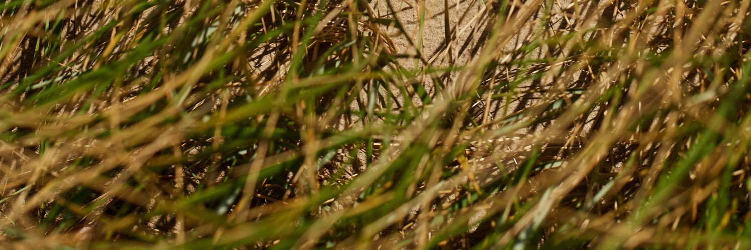 Sanne Langelaar banner