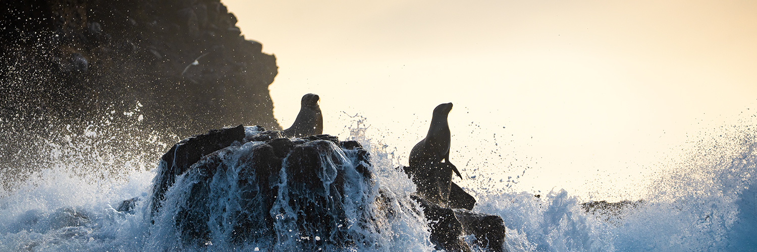 Disneynature's profile banner image