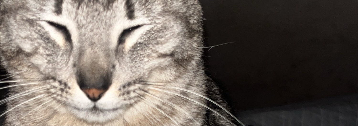 celessbianca's profile banner image