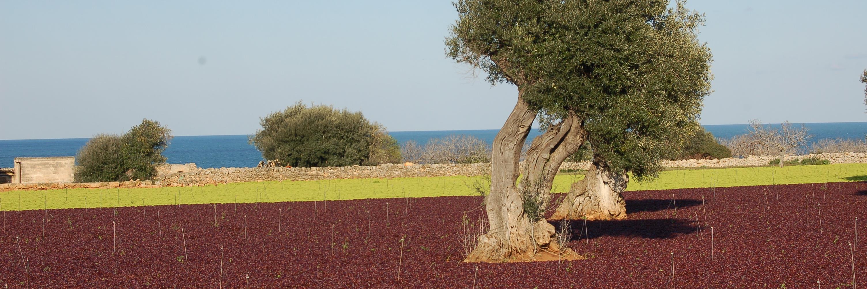 GigiPansini's profile banner image