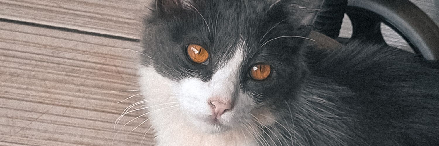 manettadocarmo's profile banner image
