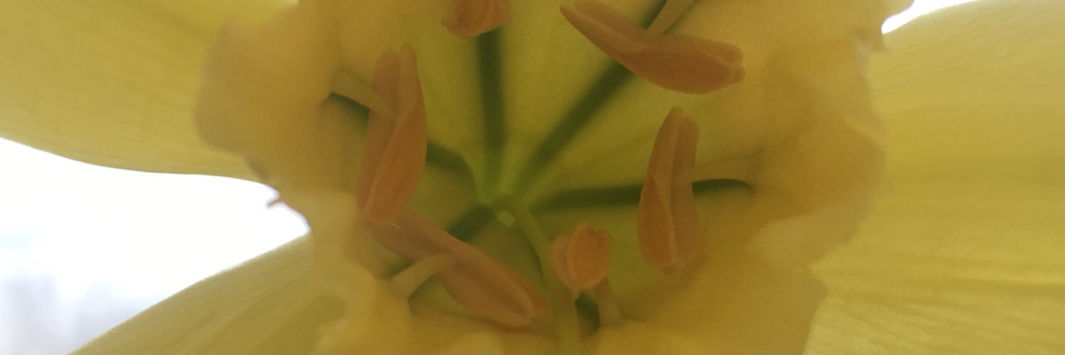 noddynoonar's profile banner image