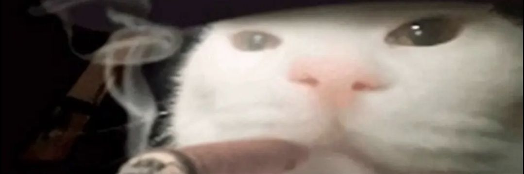 chichapups's profile banner image