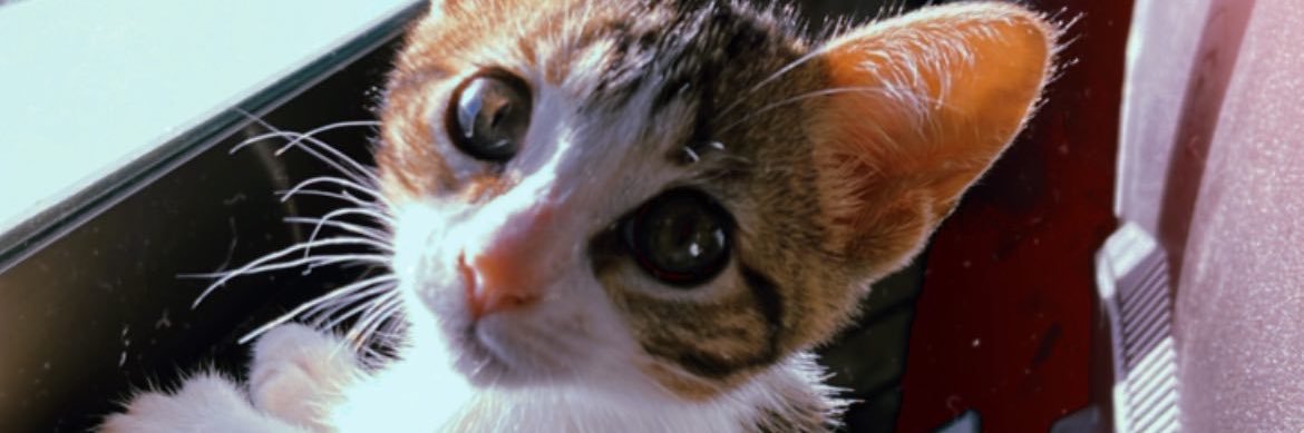Cathide_'s profile banner image