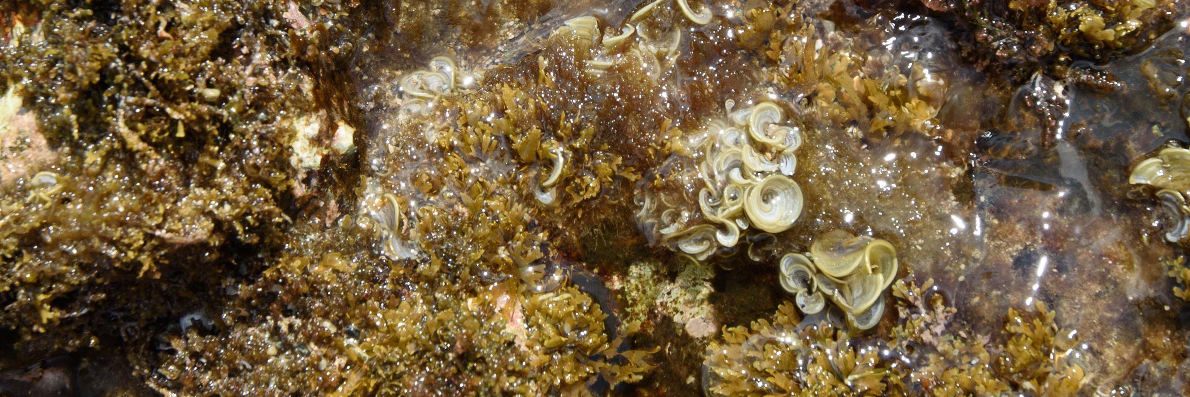 Sofie Vranken banner