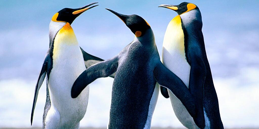 francisco javier banner