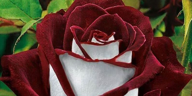 skrn_gk's profile banner image