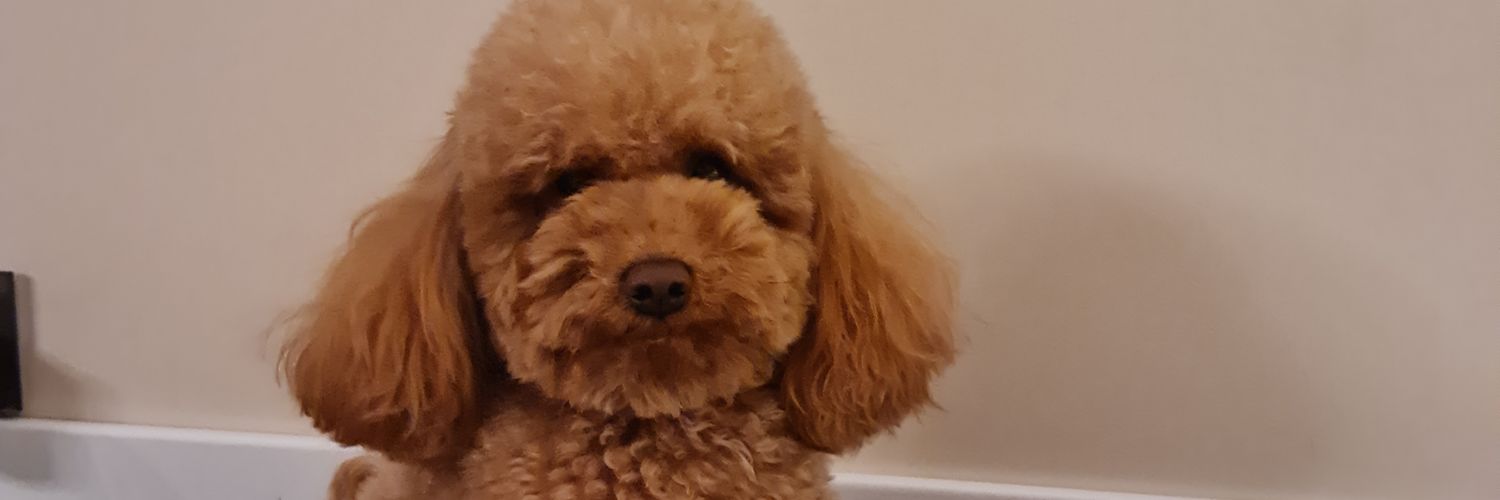 Ģirts Kalniņš banner