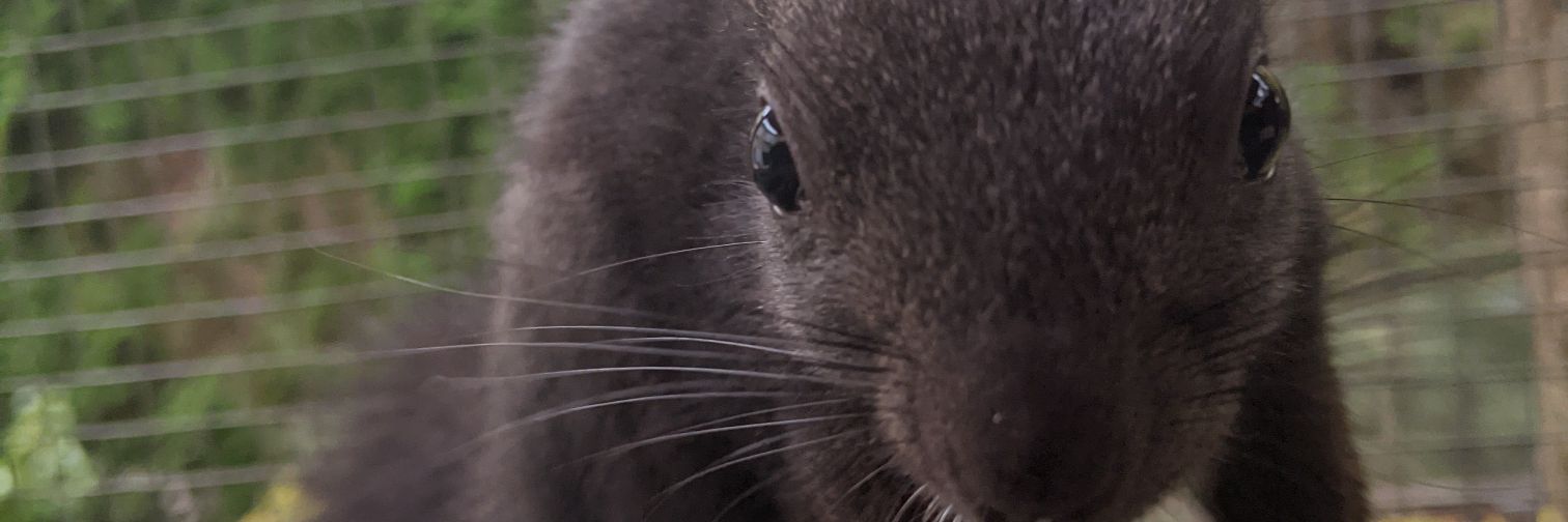happi_squirrel's profile banner image