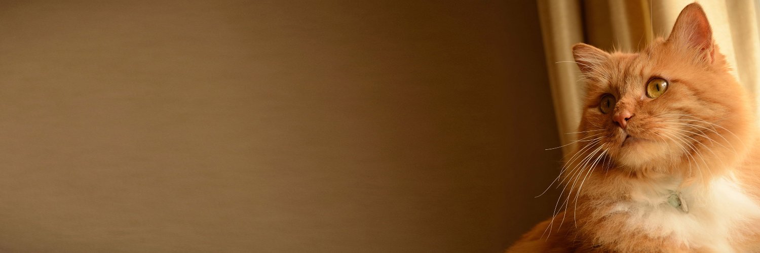 Savoten's profile banner image