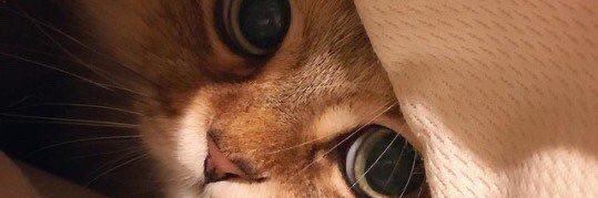 _IslandBlue_'s profile banner image
