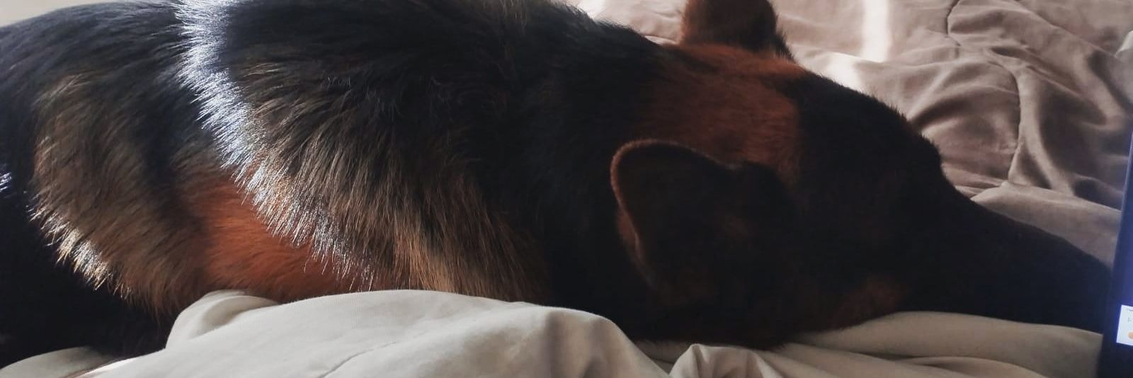 sammurra's profile banner image