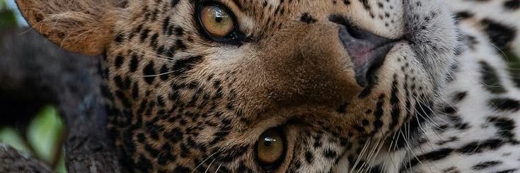 thamyreca's profile banner image