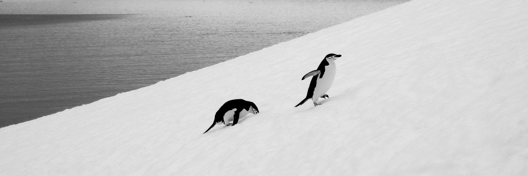 Claire Schlessinger banner