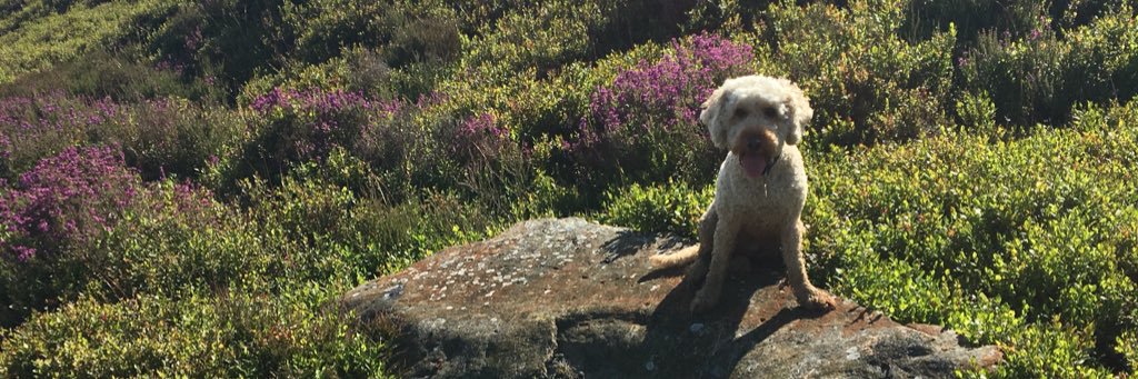 CoastMabel's profile banner image