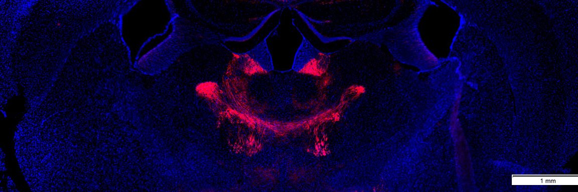 Ian McLaughlin, PhD banner