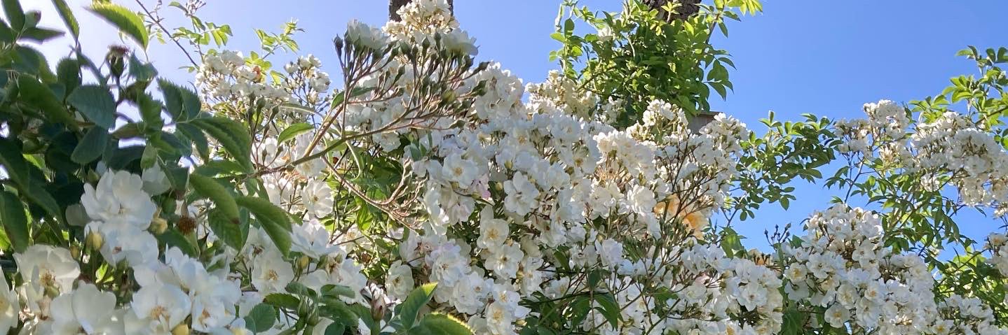 Tracy Fishwick banner