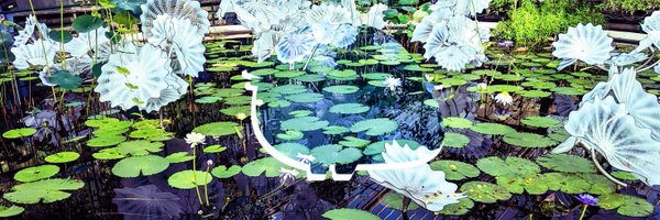 TodePond Profile Banner