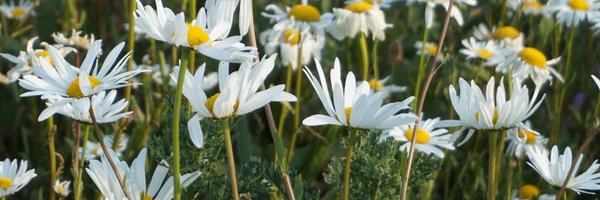 happythingsblog Profile Banner