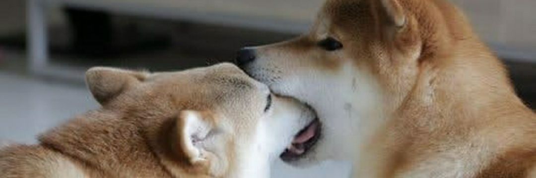 AnimePhysics's profile banner image