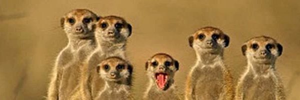 MearKat00's profile banner image