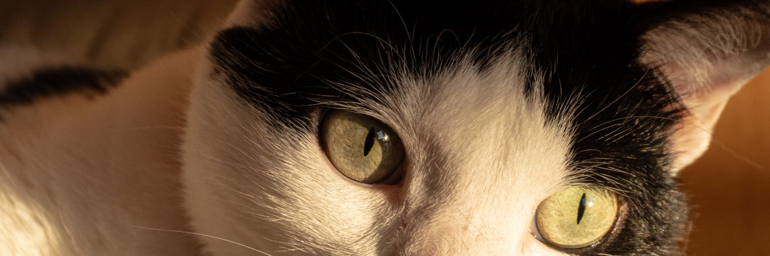 giovannat's profile banner image